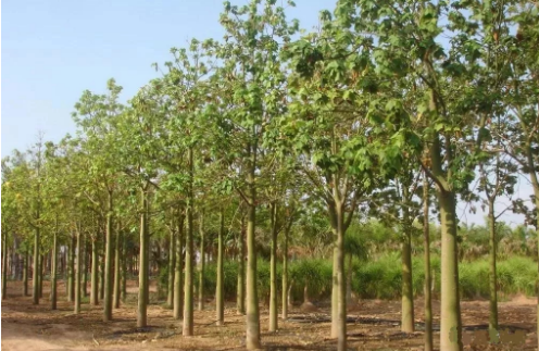 國產91香蕉视频APP污 國產91香蕉视频APP污