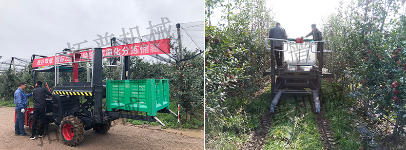 果園采摘平台幫您解決果園采摘難題